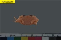 藏品(拉馬克近扇蟹)的圖片